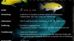 Besatz im Aquarium Chrisly on Malawi