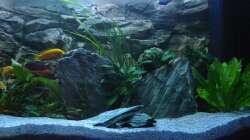 Dekoration im Aquarium Chrisly on Malawi
