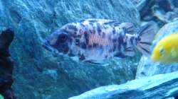 Aulonocara Marmalade cat