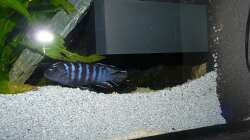 Besatz im Aquarium Chrisly on Malawi
