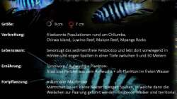 Besatz im Aquarium Chrisly on Malawi