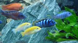 Besatz im Aquarium Chrisly on Malawi