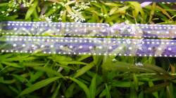 Pflanzen im Aquarium SEPULTURA