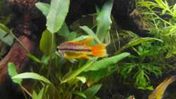 Apistogramma cacatuoides ´orange´ 
