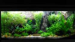 Nach dem vierten Rückschnitt