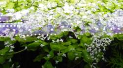 Pflanzen im Aquarium SEPULTURA