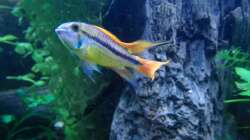 Kakadu Zwergbuntbarsch