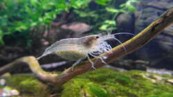 Caridina japonica (multidentata)