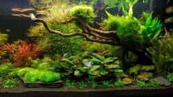 Wurzel mit Javamos und Javamoos bepflanzt