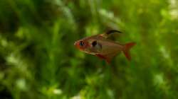 Roter Phantomsalmler