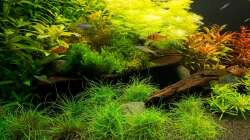 2 Wurzeln als Rückzugsgebiet für die Zwergbuntbarsche