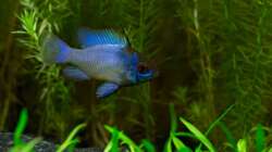 Schmetterlingsbuntbarsch