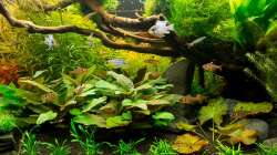 Leben vor der Wurzel