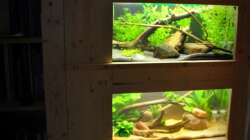 Aquarium Treibholz an den Ufern des Rio Pilcomayo