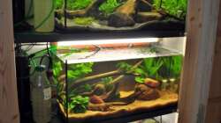 Technik im Aquarium Treibholz an den Ufern des Rio Pilcomayo