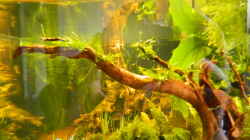 Dekoration im Aquarium Froschparadies (nur noch Beispiel)