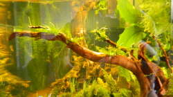 Dekoration im Aquarium Froschparadies (nur noch Beispiel)