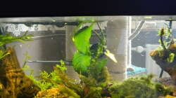 Pflanzen im Aquarium Froschparadies (nur noch Beispiel)