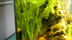 Pflanzen im Aquarium Froschparadies (nur noch Beispiel)