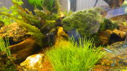 Pflanzen im Aquarium Froschparadies (nur noch Beispiel)
