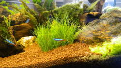 Pflanzen im Aquarium Froschparadies (nur noch Beispiel)