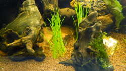 Besatz im Aquarium Froschparadies (nur noch Beispiel)