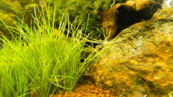 Besatz im Aquarium Froschparadies (nur noch Beispiel)