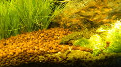 Besatz im Aquarium Froschparadies (nur noch Beispiel)