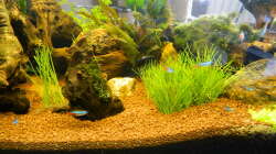 Dekoration im Aquarium Froschparadies (nur noch Beispiel)