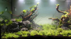 Aquarium Eierlegende Wollmilchsau