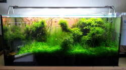 Vor dem Rückschnitt