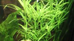 Heteranthera zosterifolia