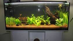 Becken kurz nach der Einrichtung