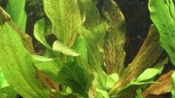 Echinodorus Ozelot red