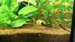 Apistogramma nijsseni