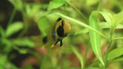 Apistogramma nijsseni