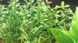 Indischer Wasserfreund