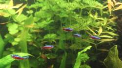 Limnophila sessiliflora