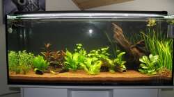 Aquarium Südamerika