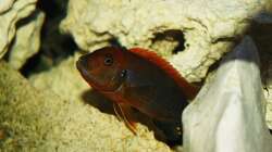 Labidochromis hongi red top
