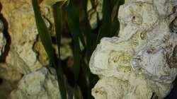 Widerstandsfähiges Grün