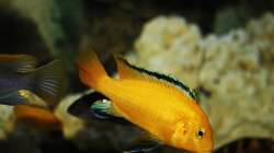 Labidochromis yellow