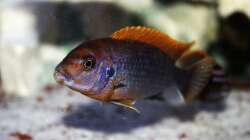 Labidochromis hongi red top