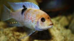 metriaclima estherae (m)