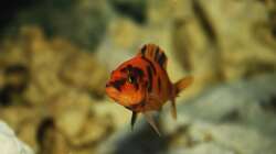 metriaclima estherae (w)