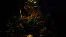 Dämmerungs Beleuchtung