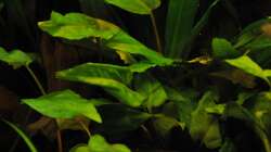 Bitte um Hilfe, welche Pflanze ist das?