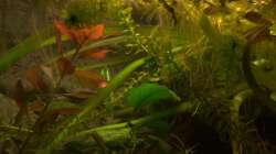 Etwas herbstlich - Pflanze unbekannt 2