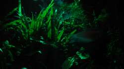 Dämmerungs Beleuchtung / grün