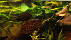 Besatz im Aquarium Leopard Buschfisch Becken